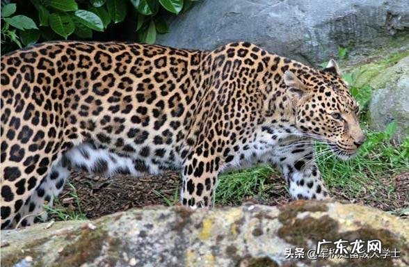 雪豹能打赢最小的老虎吗?两大“王者”单挑谁厉害?