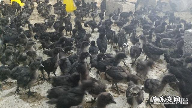 散养鸡养三黄鸡好还是五黑鸡好