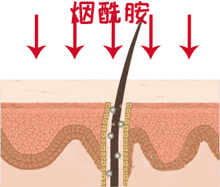 四个多月狗身上有白色皮屑，没有疙瘩或其它不正常的，怎么回事