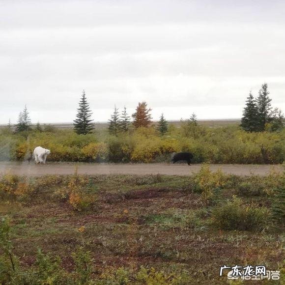 北极熊、棕熊和黑熊哪个更厉害和狮子老虎相比呢