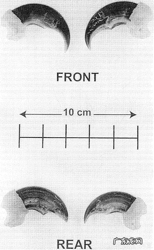 北极熊、棕熊和黑熊哪个更厉害和狮子老虎相比呢