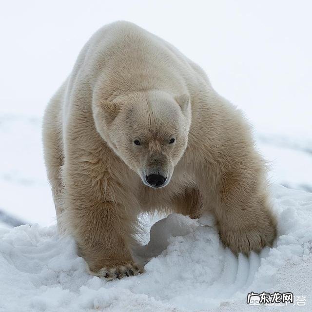 北极熊、棕熊和黑熊哪个更厉害和狮子老虎相比呢