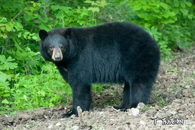 北极熊、棕熊和黑熊哪个更厉害和狮子老虎相比呢