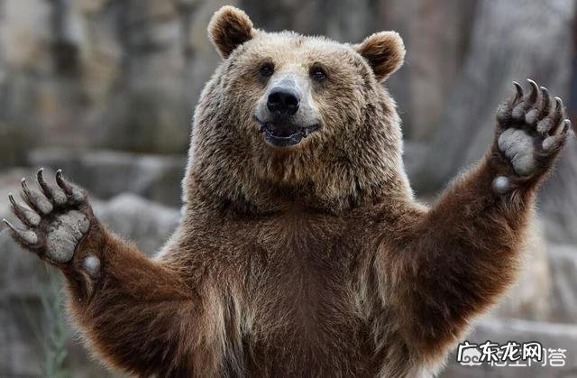 北极熊、棕熊和黑熊哪个更厉害和狮子老虎相比呢