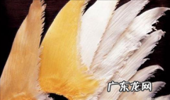 鱼翅价格一斤多少钱 鱼翅的功效与作用