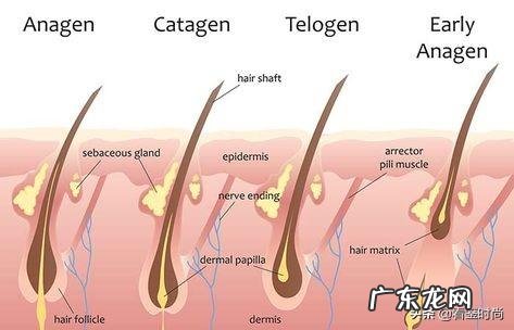 如何让头发长得超快 怎么让头发生长得最快