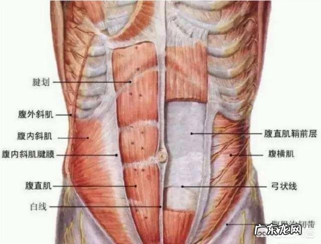 肚子肉多是不是更容易练成八块腹肌