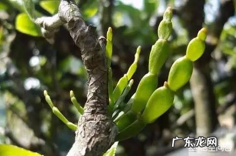 陈皮普洱茶的功效是什么?