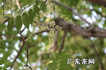 香椿花煮水喝有什么功效 香椿花的作用与功效