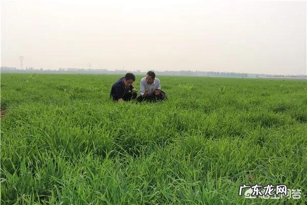 蚂蚁农场大麦青汁孕妇可以喝吗?