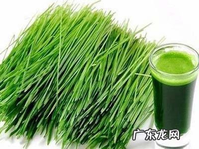 蚂蚁农场大麦青汁孕妇可以喝吗?