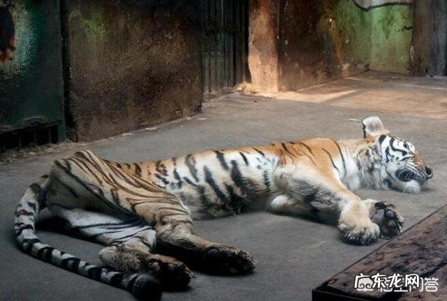 同等身材的豹子和老虎谁厉害,为什么?