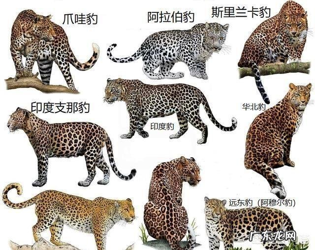 同等身材的豹子和老虎谁厉害,为什么?