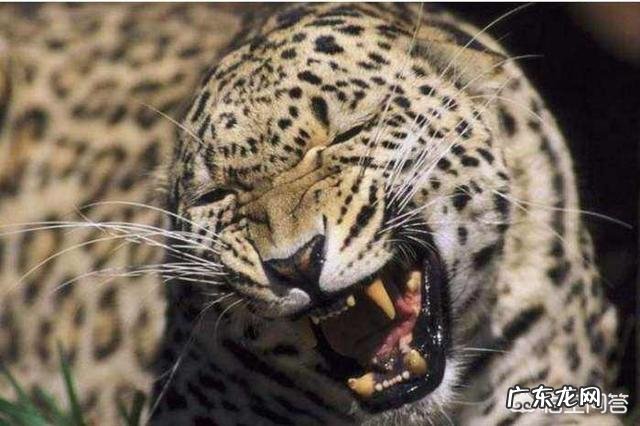 同等身材的豹子和老虎谁厉害,为什么?