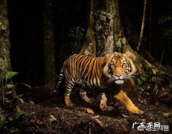 同等身材的豹子和老虎谁厉害,为什么?