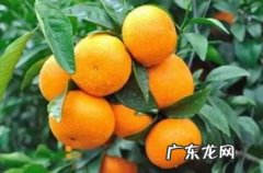 沃柑的功效与作用 沃柑的营养价值