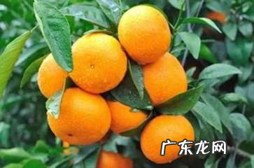 沃柑的功效与作用 沃柑的营养价值