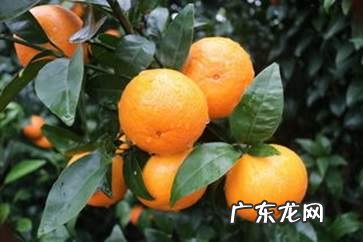 沃柑的功效与作用 沃柑的营养价值