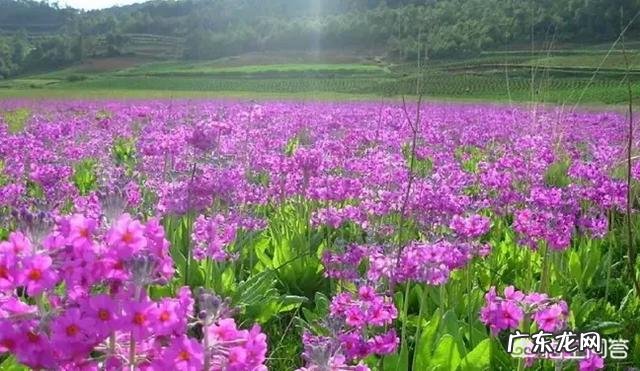 杨丽萍老师现在情况怎么样？