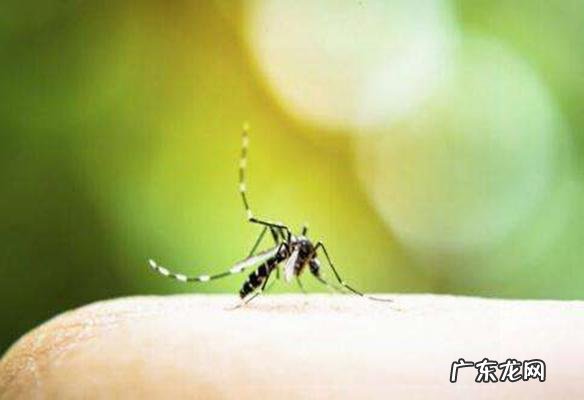 整天吹空调湿气重?晚上泡脚在水中撒点艾草,防蚊去湿一次搞定!