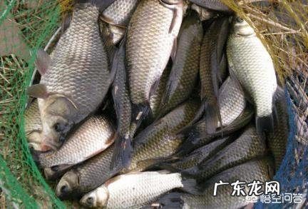 乳腺增生患者平时吃什么食物比较好?