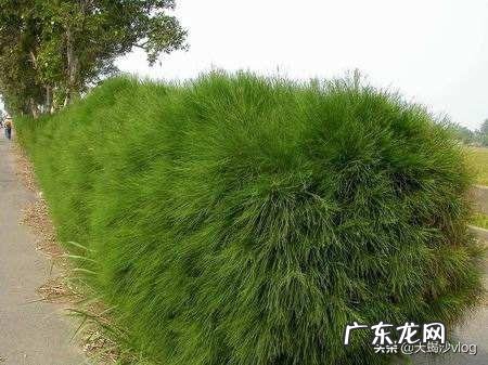 木麻黄每斤种子大约多少棵