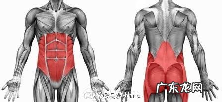 钻石俯卧撑,练臂围最好的徒手动作,为何很多人连十个都做不了