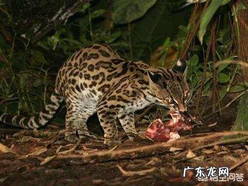 一年四季中,猫咪的身体状况都会有所变化,我们该如何适应和照顾