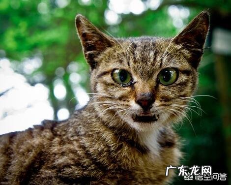 一年四季中,猫咪的身体状况都会有所变化,我们该如何适应和照顾