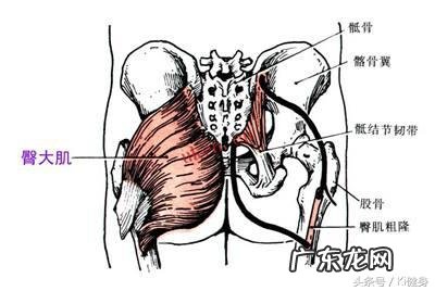 为什么有很多大块头做深蹲硬拉时都那么“宽”