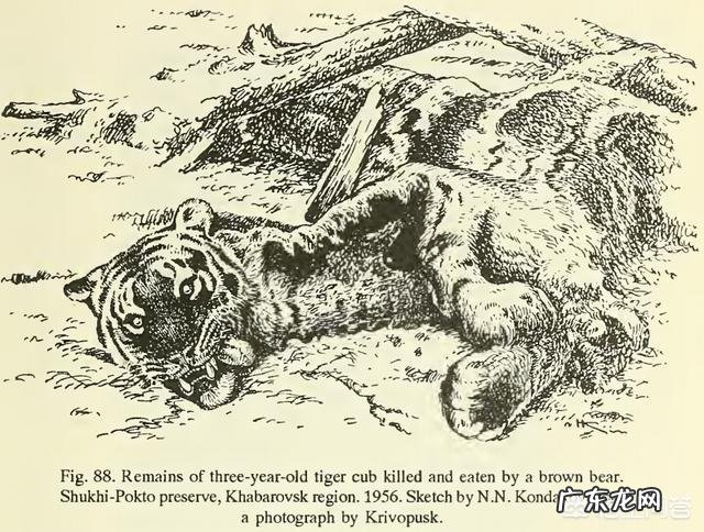 最厉害的老虎是什么虎?什么虎才能称为“虎中之王”?