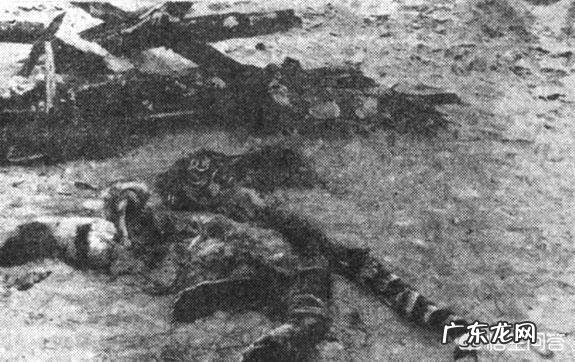 最厉害的老虎是什么虎?什么虎才能称为“虎中之王”?