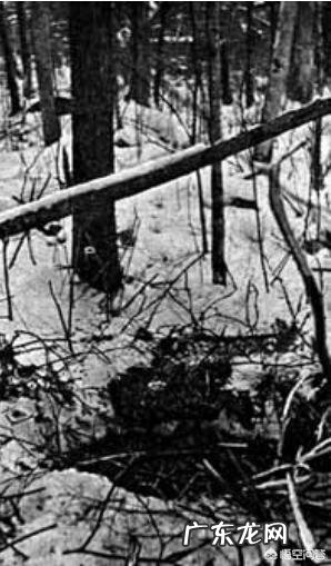 最厉害的老虎是什么虎?什么虎才能称为“虎中之王”?