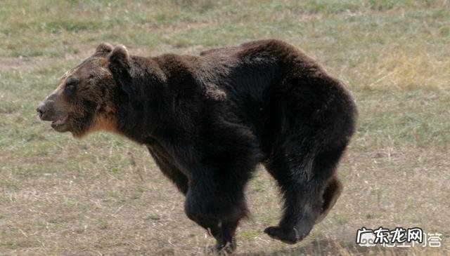 最厉害的老虎是什么虎?什么虎才能称为“虎中之王”?