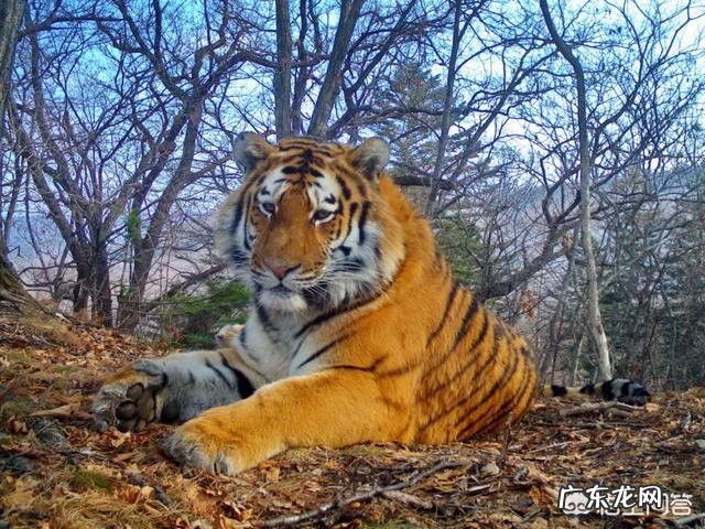 最厉害的老虎是什么虎?什么虎才能称为“虎中之王”?
