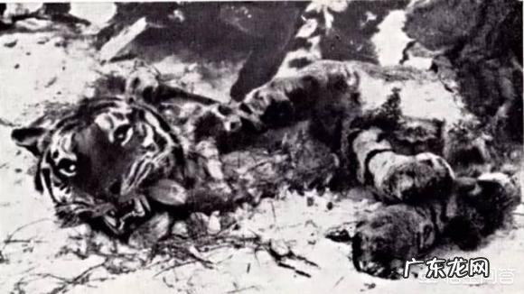 最厉害的老虎是什么虎?什么虎才能称为“虎中之王”?