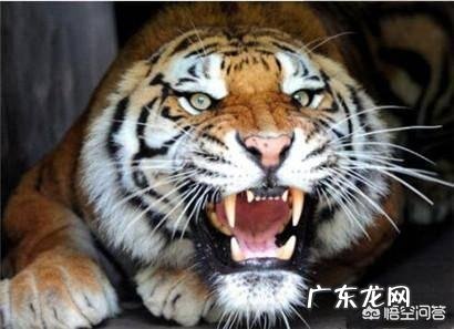 最厉害的老虎是什么虎?什么虎才能称为“虎中之王”?