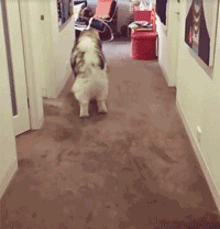 养一只腊肠犬是怎样的体验