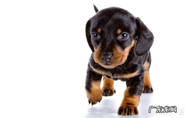 养一只腊肠犬是怎样的体验