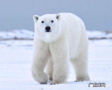 北极熊和棕熊相比哪个比较厉害它们之间有什么关系