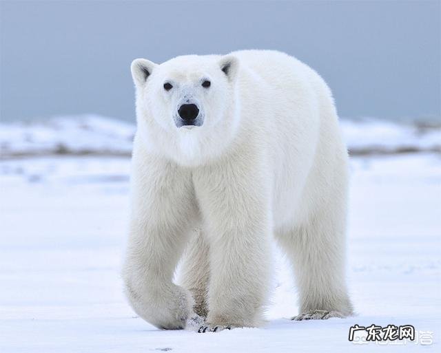 北极熊和棕熊相比哪个比较厉害它们之间有什么关系