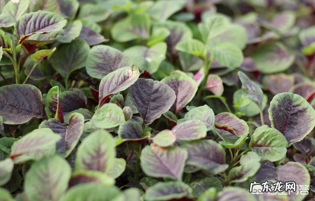 苋菜的功效与作用及禁忌有哪些?