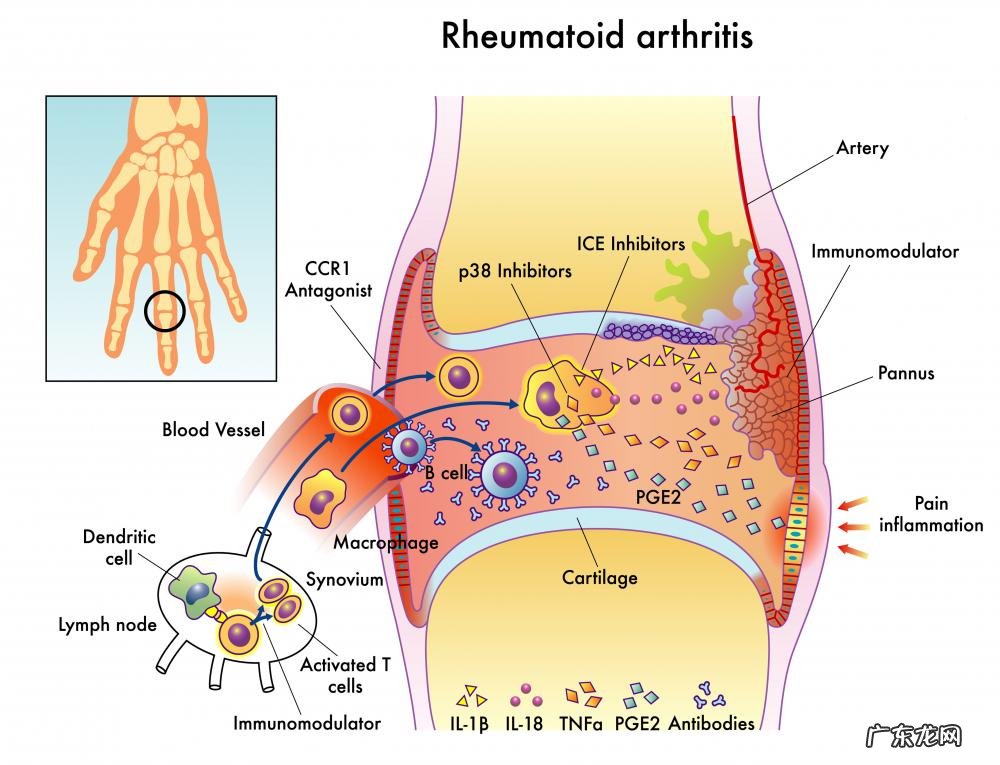 什么是前列腺素?