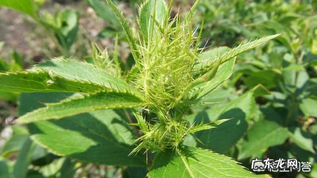 苍术和茯苓可以一起泡水喝吗？对身体有哪些好处？