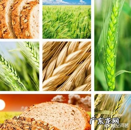 “0碳水”的食物真的可以减肥吗?