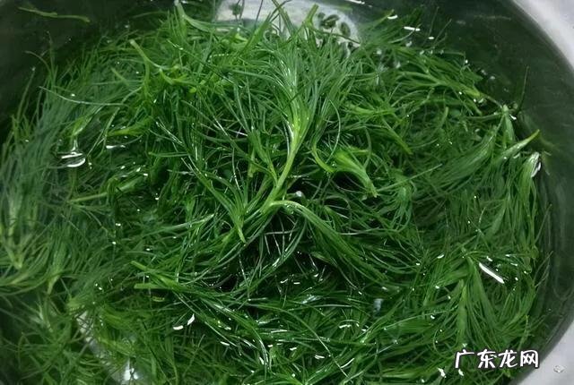 风滚草入侵全球,在美国堵路淹没房屋,为什么在我国活不过成年?