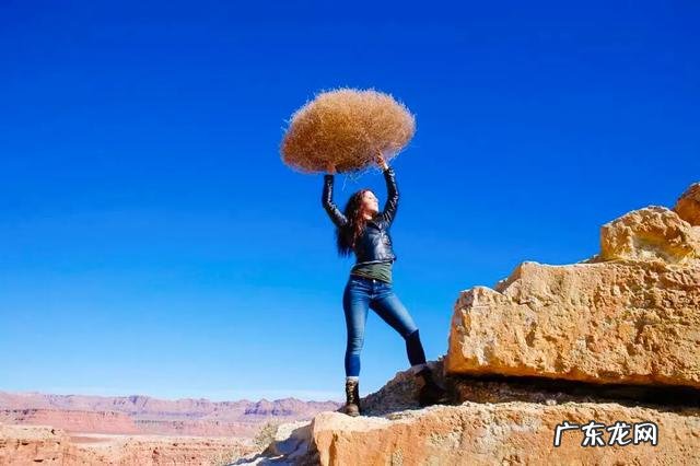 风滚草入侵全球,在美国堵路淹没房屋,为什么在我国活不过成年?