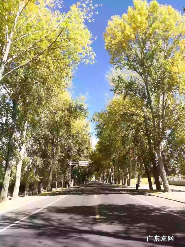 拉萨七千多只流浪狗的幸福生活,吃喝拉撒晒太阳,你羡慕么