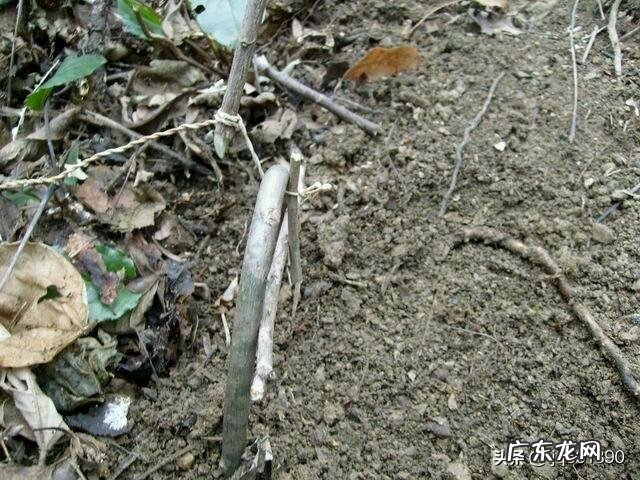 庄稼地里有很多的野兔子,有什么好办法抓到吗?