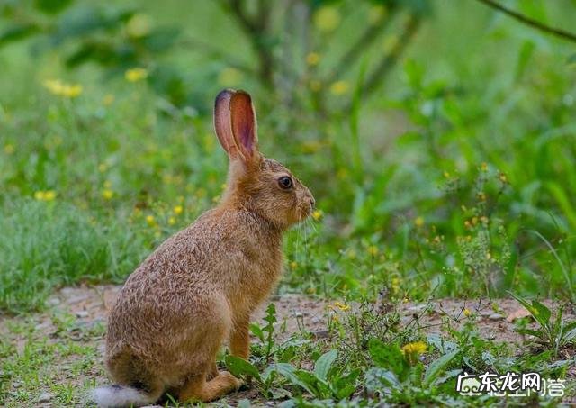 庄稼地里有很多的野兔子,有什么好办法抓到吗?